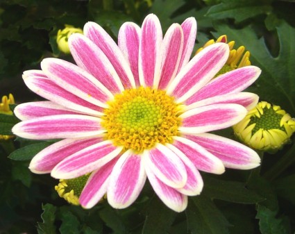 Garten-Chrysantheme Topf Pflanze Rosa