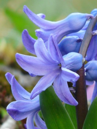 สวนทำจากผักตบชวา hyacinthus orientalis ทำจากผักตบชวา