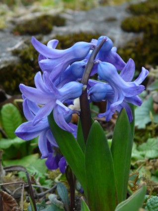 庭のヒヤシンス hyacinthus クロマグロ ヒヤシンス