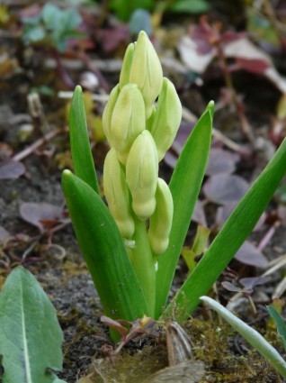 สวนทำจากผักตบชวา hyacinthus orientalis ทำจากผักตบชวา