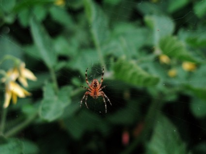 庭のクモの web