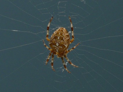 jardín araña araña araneus diadematus
