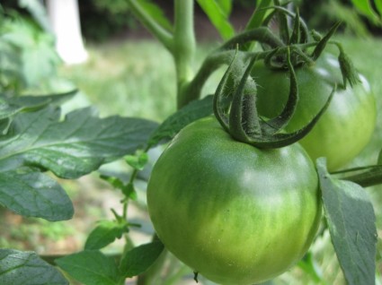 tomate tomate jardim verde