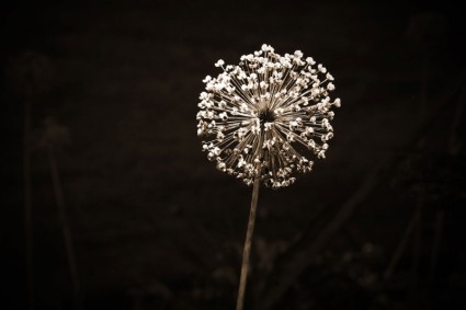 Knoblauch-Blume