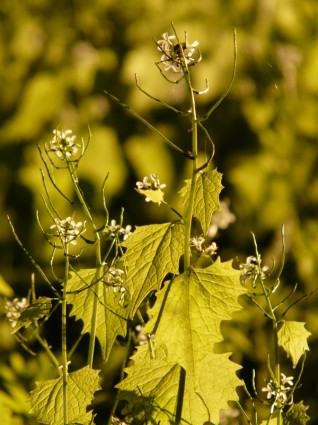 mustard bawang putih bawang putih herbal knoblauchhederich