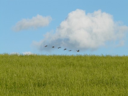 Гуси перелетных птиц пересекают