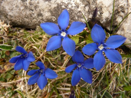 alpine Enzian-Frühlings-Enzian