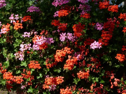 fiori di piante di geranio balcone