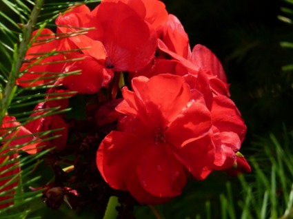 ดอก geranium สีแดง