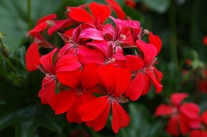 geranium bunga merah