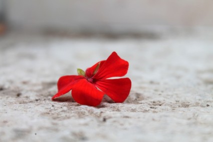 ゼラニウムの赤花ハニア