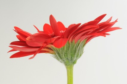 fleur de Gerbera nasnas