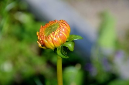 非洲菊 germini 花