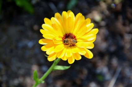 Gerbera Tarocchini Blume