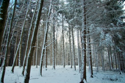 الغابات بافاريا في ألمانيا
