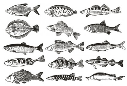 Allemagne fish illustrations monochromes vector
