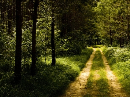 Германия лесной дороге обои пейзаж природа