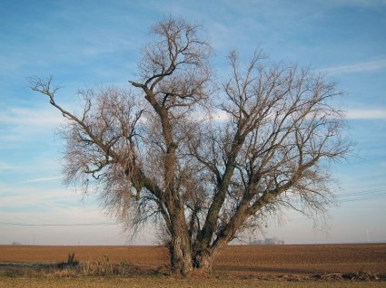 Deutschland Landschaft Baum