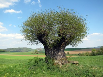 เยอรมนีภูมิทัศน์ต้นไม้