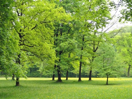أشجار الطبيعة ألمانيا