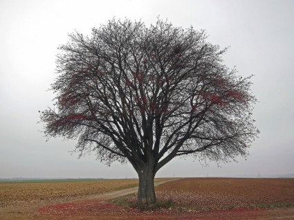 Niemcy drzewa krajobraz