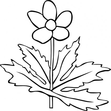 GG anemone canadensis delineare ClipArt