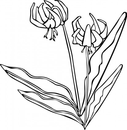 gg erythronium 桔梗
