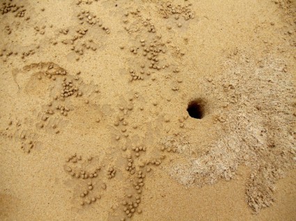 spiaggia granchio fantasma