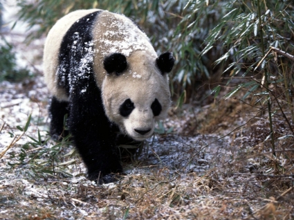 Giant panda tapety nosi zwierząt