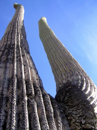 Cactus de cactus saguaro gigante