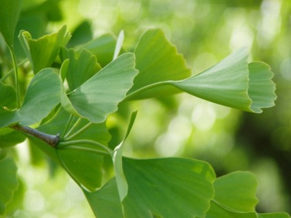 hojas de Ginko verde