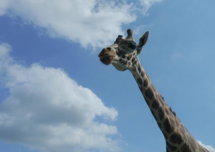 girafa África serengeti