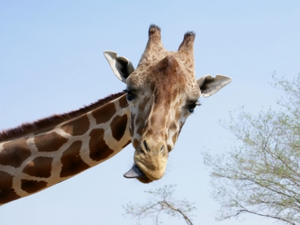 长颈鹿的舌头壁纸其他动物