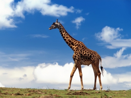 outros animais papel de parede girafa