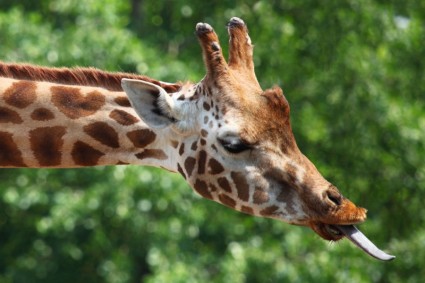 giraffe039s 舌