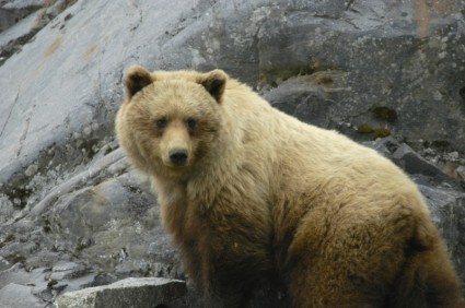 Glacier Bay Alaska Brown Bear