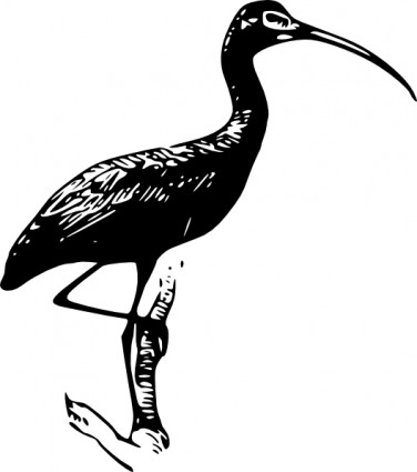ibis błyszczący clipartów