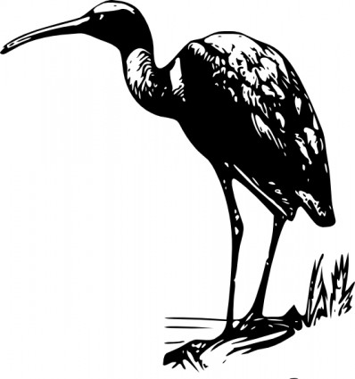 ibis falcinelle clip art