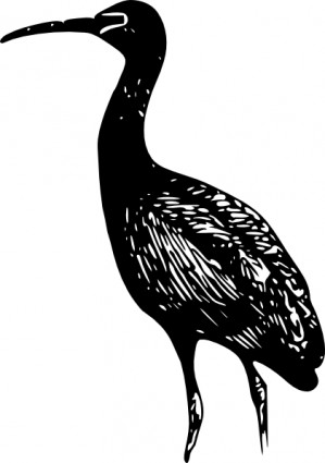 ibis falcinelle clip art