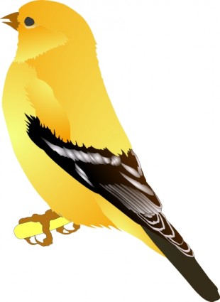 clipart or finch