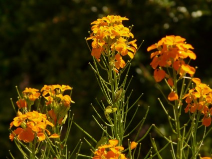 planta ornamental de laca del oro amarillo naranja