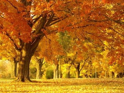 Golden musim gugur pohon wallpaper musim gugur alam
