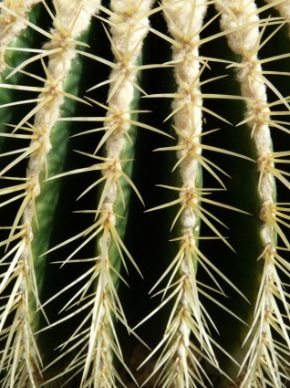 quả bóng vàng cactus cactus cactus nhà kính