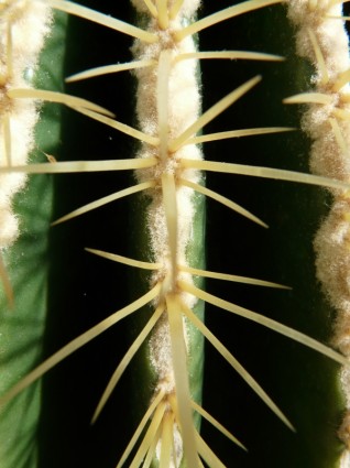bola emas kaktus kaktus kaktus rumah kaca