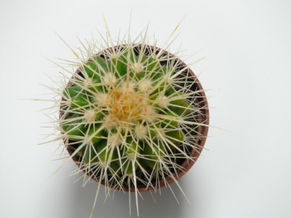 Goldener Ball Kaktus Cactus Kaktus Gewächshaus