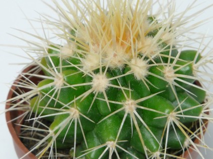quả bóng vàng cactus cactus echinocactus grusonii