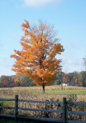 Goldener Herbst Baum ganz allein