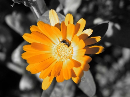 الزهرة الذهبية خلفية زهور الطبيعة