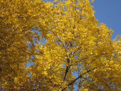 chute de feuilles d'or