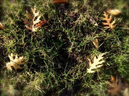 feuilles d'or sur l'herbe